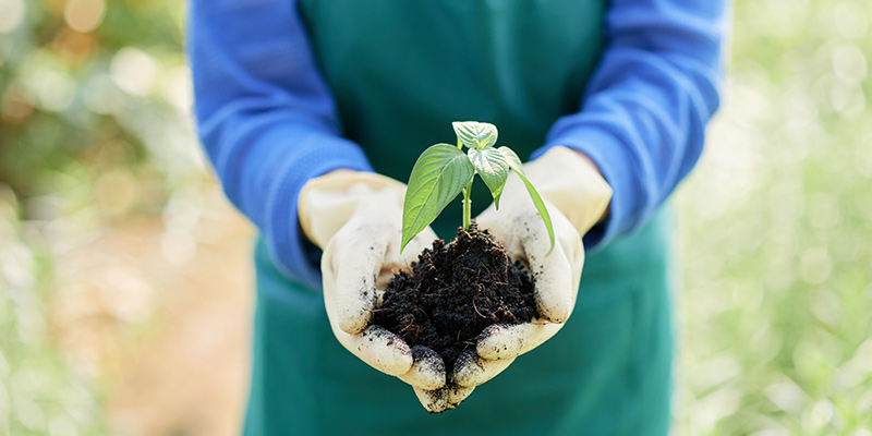 seedling in hands image
